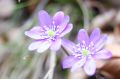 img_6715.jpg