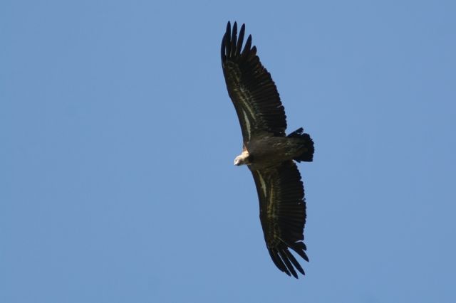 img_7429a.jpg