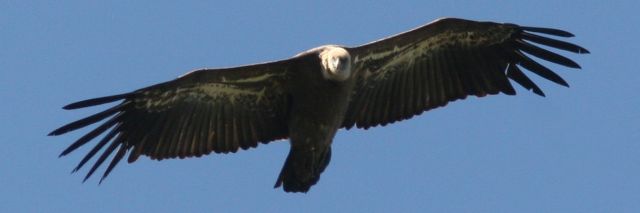 img_7454a.jpg