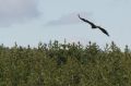 img_7385a.jpg