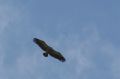 img_7386a.jpg