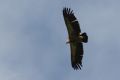 img_7420a.jpg