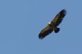 img_7478a.jpg