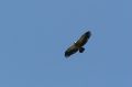 img_7479a.jpg