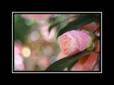 image aleatoire