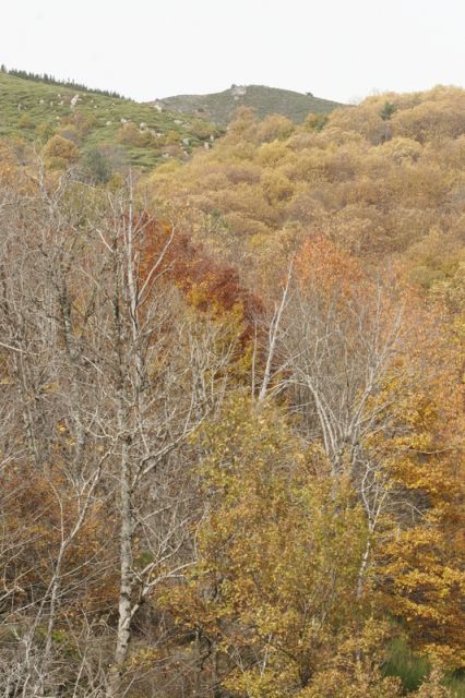 2008-11-09_Haute_Dourbie_008.jpg