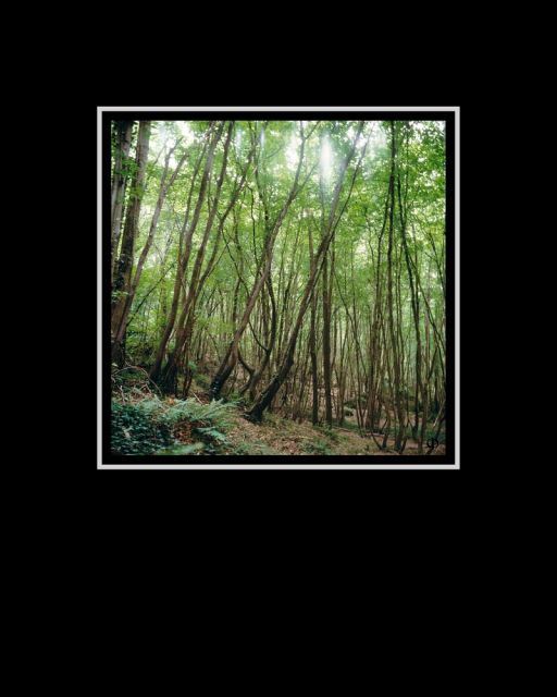 bois_24x24.jpg