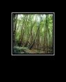 bois_24x24.jpg