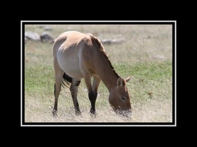 Chevaux_sauvages_de_Przewalski2_30x40.jpg