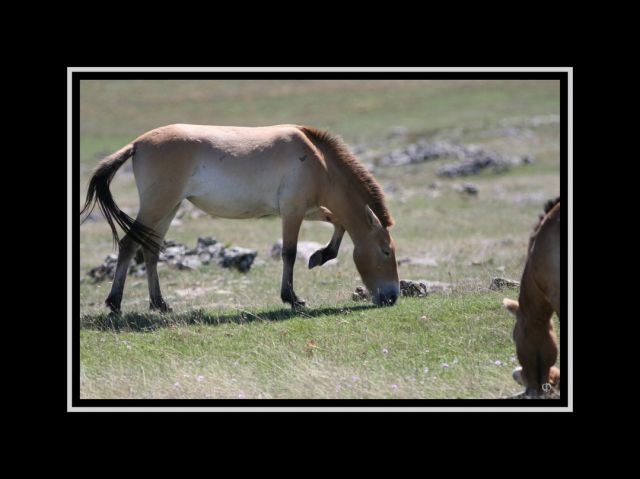 Chevaux_sauvages_de_Przewalski_30x40.jpg