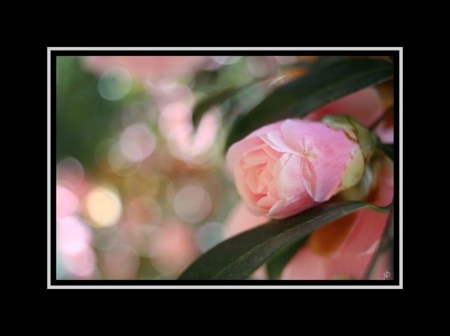 Fleur_01_30x40.jpg