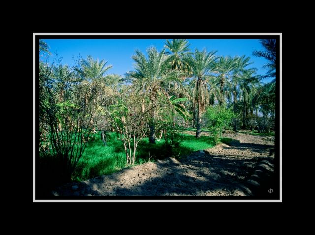 Tunisie_Palmeraie_30x40.jpg
