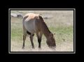 Chevaux_sauvages_de_Przewalski2_30x40.jpg