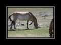 Chevaux_sauvages_de_Przewalski_30x40.jpg