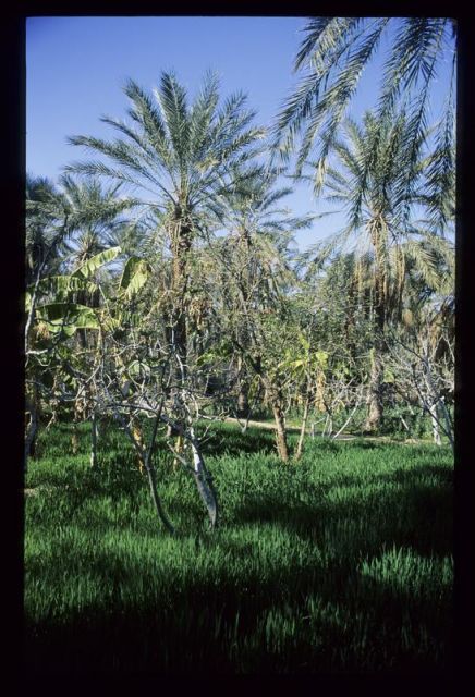 Tunisie_Mars_1998_033_Palmeraie.jpg