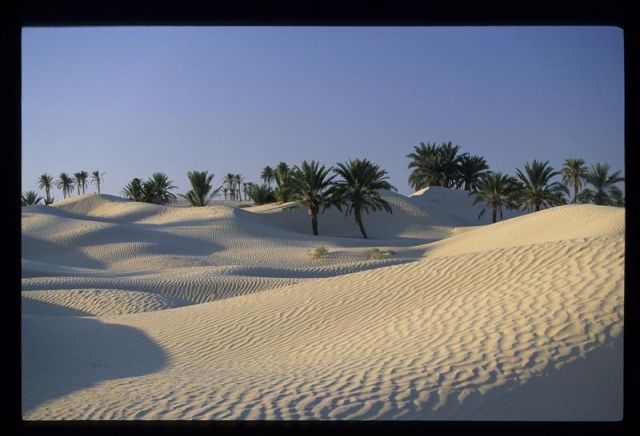 Tunisie_Mars_1998_047_Douz.jpg