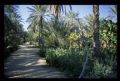 Tunisie_Mars_1998_034_Palmeraie.jpg